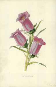 Canterbury Bell by Frederick Edward Hulme