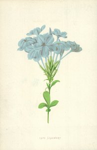 Cape Leadwort by Frederick Edward Hulme