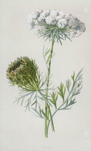 Carrot by Frederick Edward Hulme