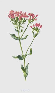 Centaury by Frederick Edward Hulme