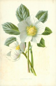 Christmas Rose