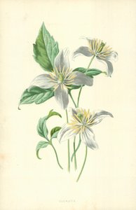 Clematis by Frederick Edward Hulme