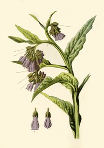 Comfrey by Frederick Edward Hulme