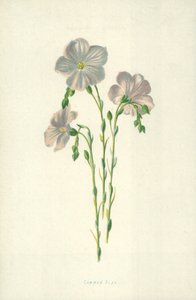Common Flax by Frederick Edward Hulme