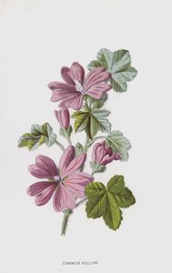 Common Mallow by Frederick Edward Hulme