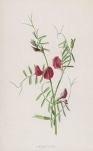Common Vetch
