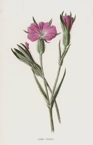 Corn-Cockle by Frederick Edward Hulme