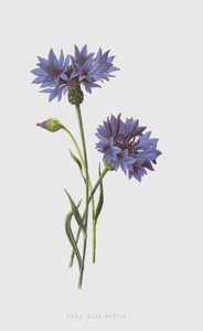 Corn Blue-Bottle by Frederick Edward Hulme