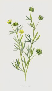 Corn Crowfoot by Frederick Edward Hulme