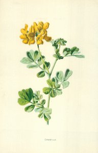Coronilla by Frederick Edward Hulme