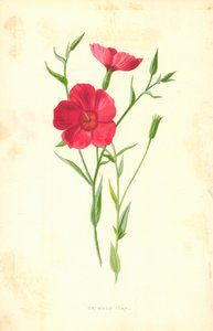Crimson Flax by Frederick Edward Hulme