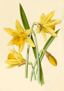 Daffodil