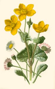 Daisy & Marsh-Marigold