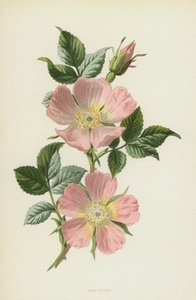Dog-Rose by Frederick Edward Hulme