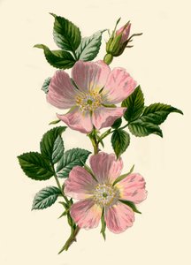 Dog-Rose by Frederick Edward Hulme