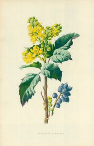 Evergreen Barberry by Frederick Edward Hulme