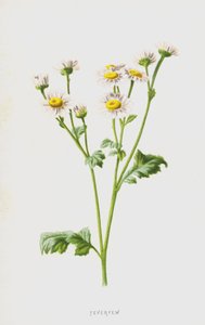 Feverfew by Frederick Edward Hulme
