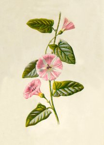 Field-Convolvulus