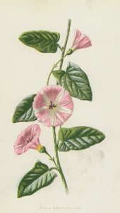 Field Convolvulus by Frederick Edward Hulme
