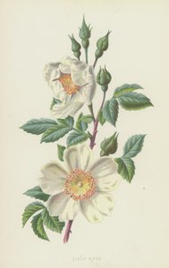Field Rose by Frederick Edward Hulme