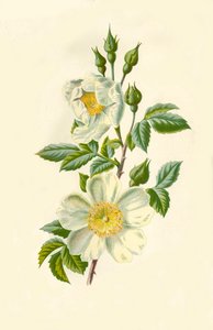 Field Rose