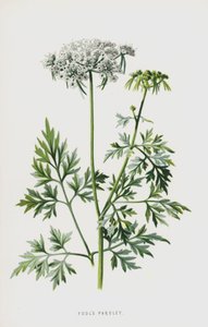 Fools Parsley by Frederick Edward Hulme