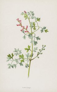Fumitory by Frederick Edward Hulme