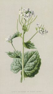 Garlic-Mustard or Sauce-Alone by Frederick Edward Hulme