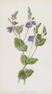 Germander Speedwell by Frederick Edward Hulme
