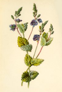 Germander Speedwell by Frederick Edward Hulme