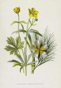 Goldilocks, Water Ranunculus by Frederick Edward Hulme