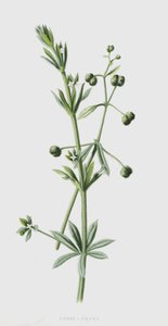 Goose-Grass by Frederick Edward Hulme
