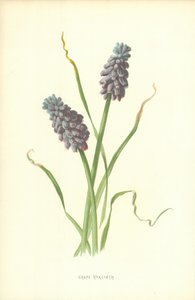Grape Hyacinth by Frederick Edward Hulme