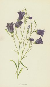 Harebell by Frederick Edward Hulme