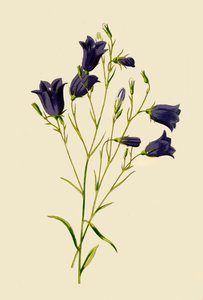 Harebell, 1877