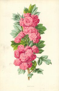 Hawthorn