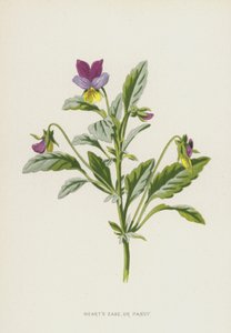 Hearts Ease, or Pansy