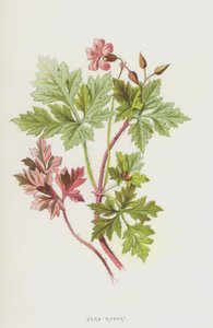 Herb-Robert