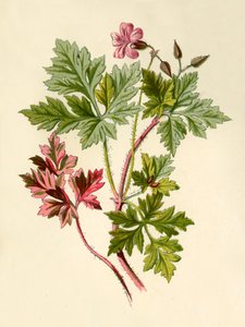 Herb-Robert, 1877