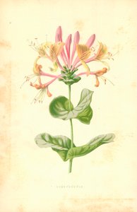 Honeysuckle by Frederick Edward Hulme