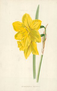 Incomparable Daffodil by Frederick Edward Hulme