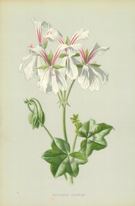 Ivy-Leaved Geranium by Frederick Edward Hulme