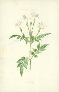 Jessamine