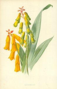 Lachenalia