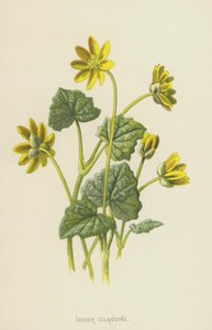 Lesser Celandine by Frederick Edward Hulme