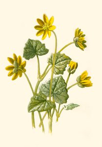 Lesser Celandine