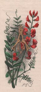 Letter A, Drop Cap Letter, from The Familiar Garden Flower