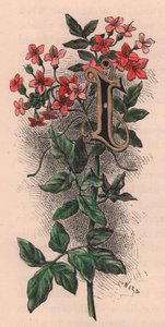 Letter I, Drop Cap Letter, from The Familiar Garden Flower