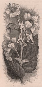 Letter N, Drop Cap Letter, from The Familiar Garden Flower by Frederick Edward Hulme