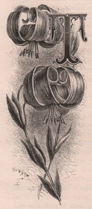Letter T, Drop Cap Letter, from The Familiar Garden Flower